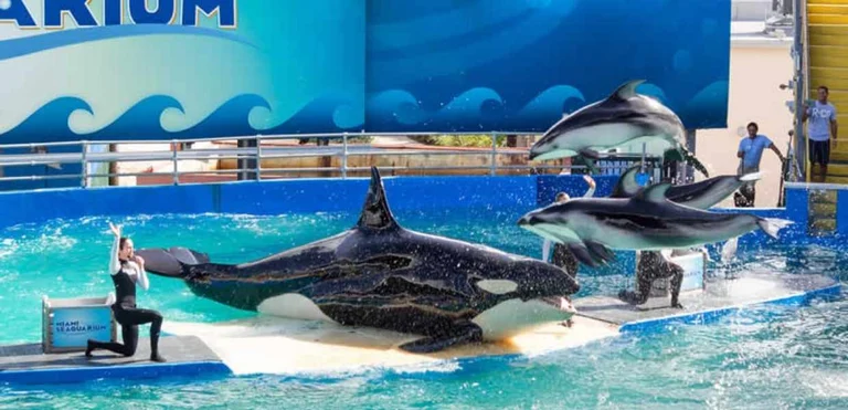 Parques acuáticos en Miami: guía para disfrutar los 5 mejores