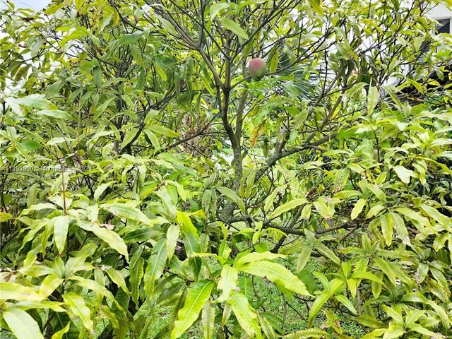 6511 Racquet Club Dr # 46, Lauderhill FL 33319