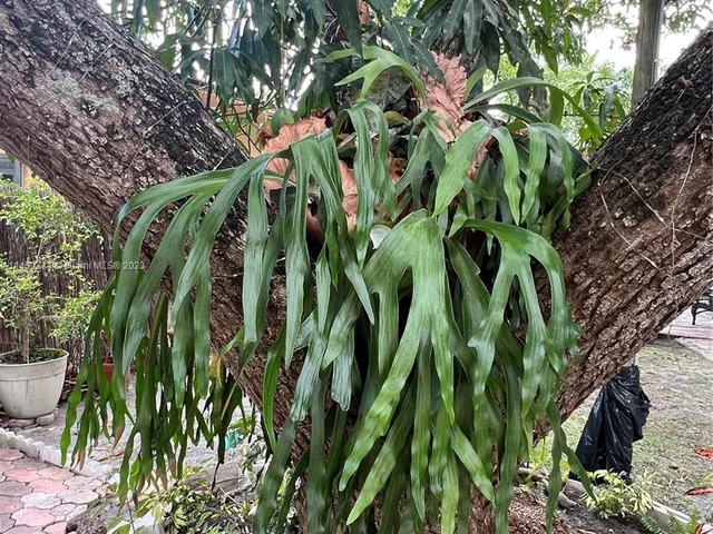 3044 SW 15th St, Miami FL 33145