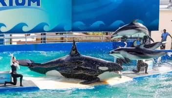 Parques acuáticos en Miami: guía para disfrutar los 5 mejores