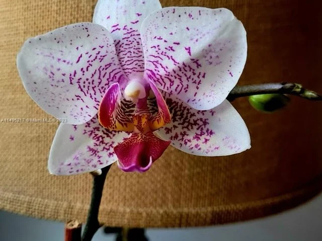 1234 Euclid Ave # 1, Miami Beach FL 33139