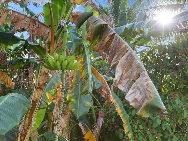 5614 San Vicente St, Coral Gables FL 33146