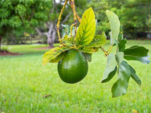 19891 SW 244th St, Homestead FL 33031