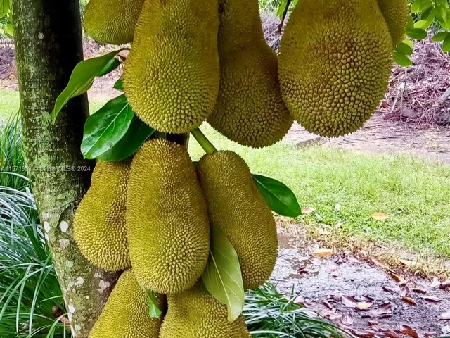 21501 SW 187th Ave, Miami FL 33187